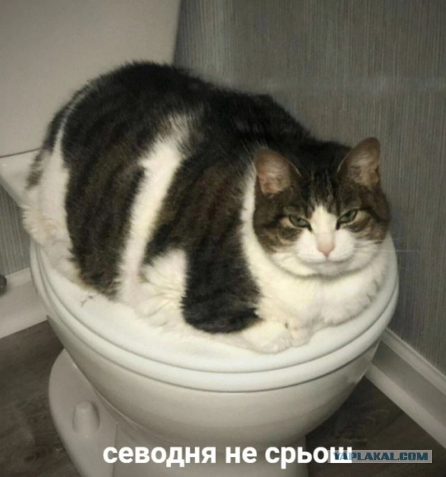 Котовторник