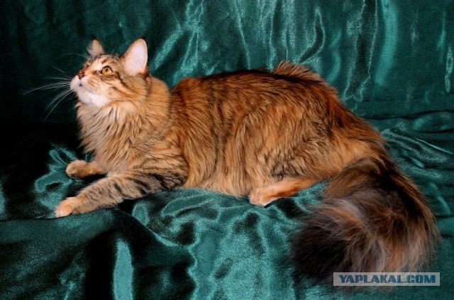 Хвостище к котовторнику
