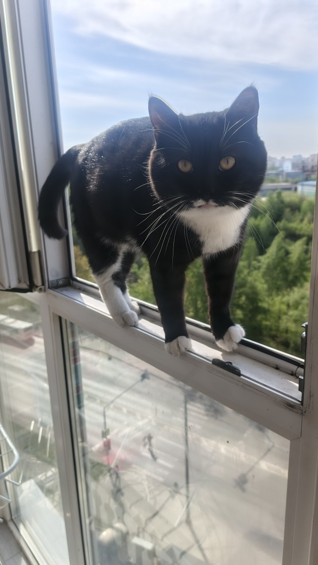Завёл хозяйку