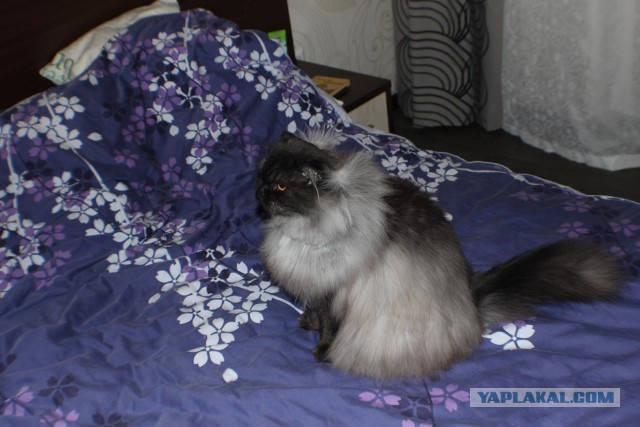 Котовторник