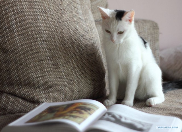 Коты и искусство
