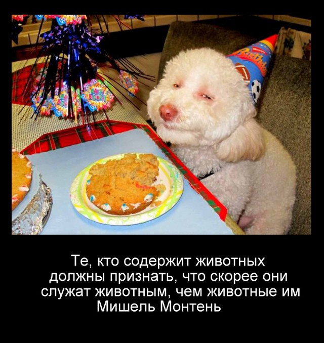Как вычислить “кошатника”…