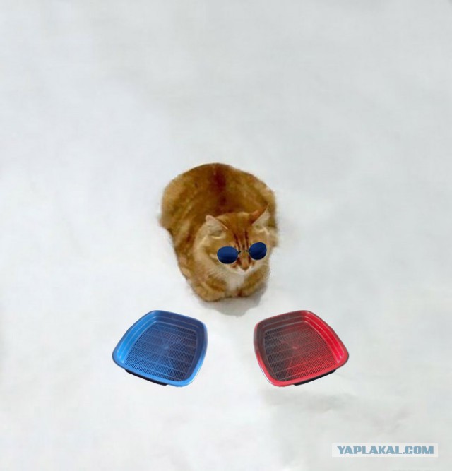 Рождение нового кото-мема