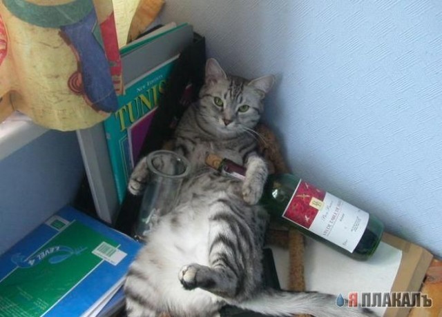 Коты, кошки, котята