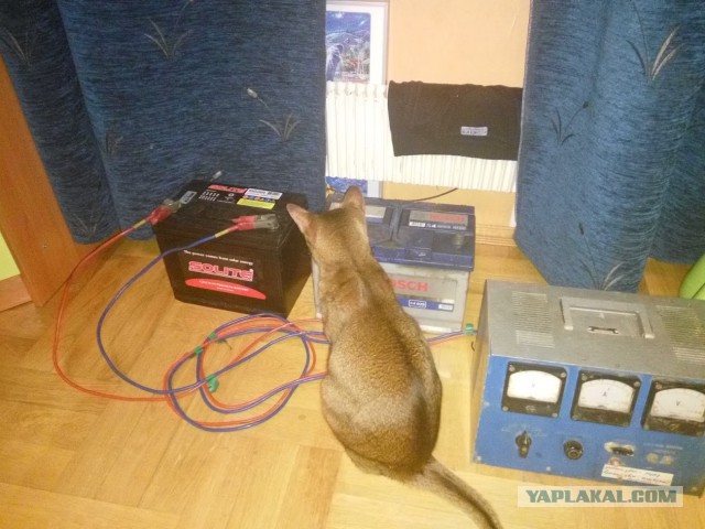 Котовторник 02.02.2016