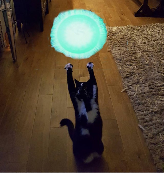 Фотожаба: «Сдающаяся» кошка