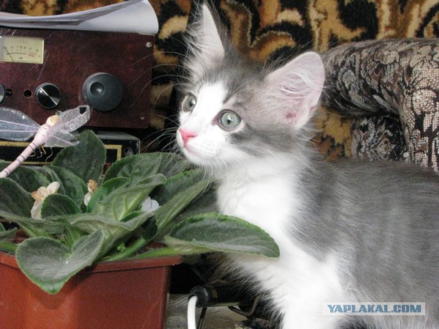 Кот по имени Котлета покоряет интернет