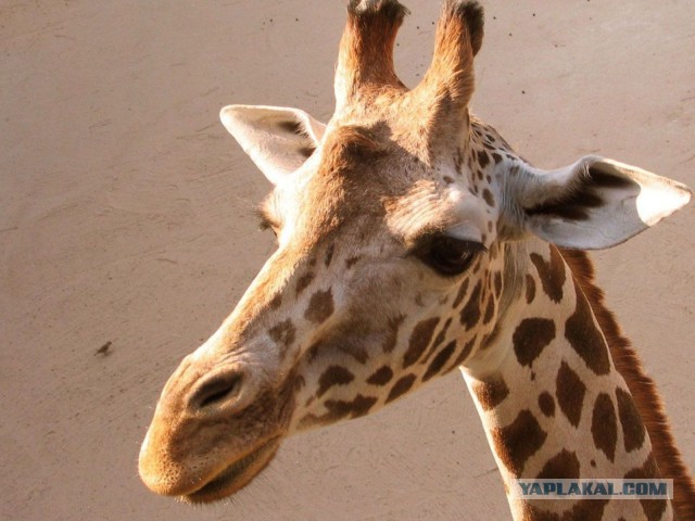 "Что Вы наделали  ? "