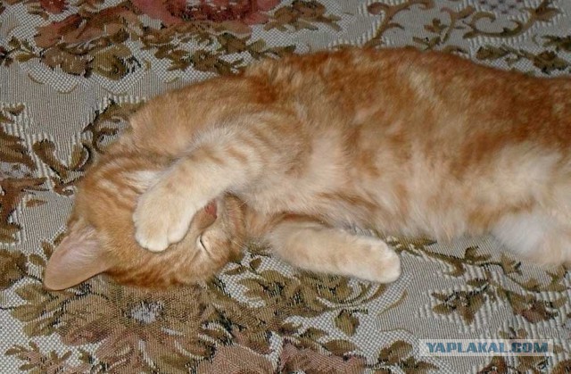 Котовторник 22.03.2016