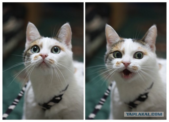 Картинки из сети (07.04.16)