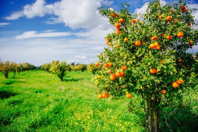 Как выглядели наши любимые продукты до того, как их собрали ч.2