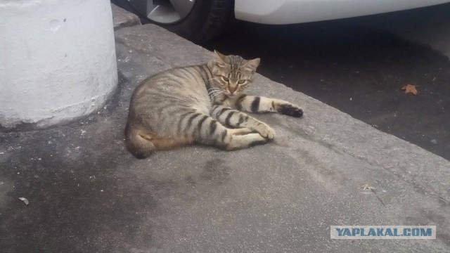 Котовторник 26.07 2016