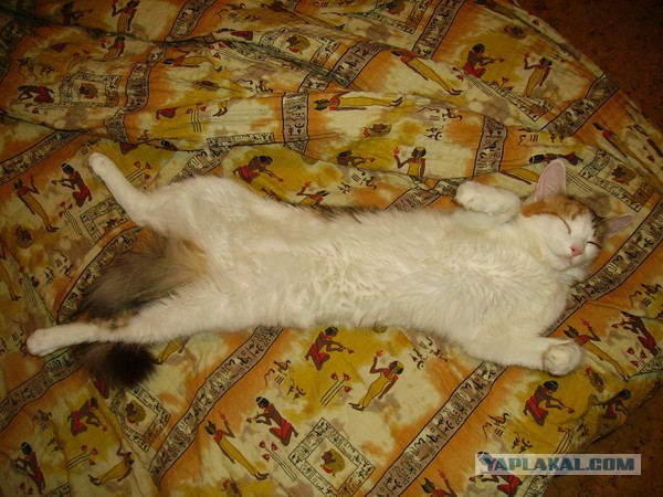 Они что, издеваются?