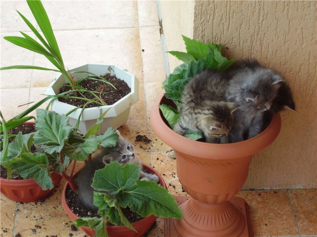 Коты из сети