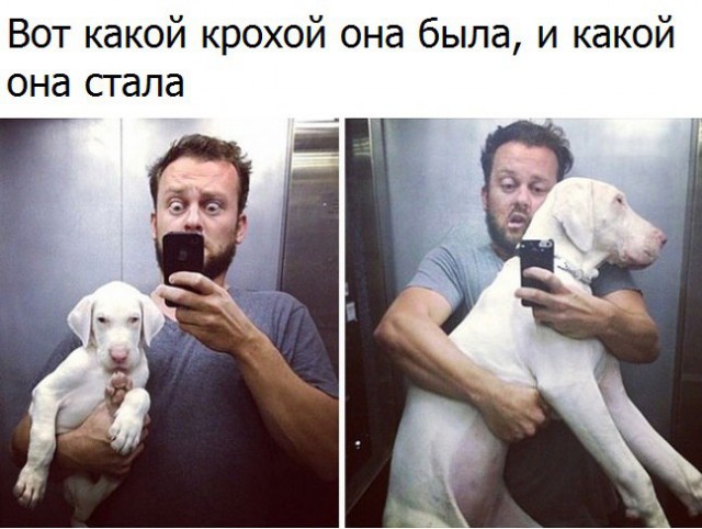 Забавные картинки вразнобой