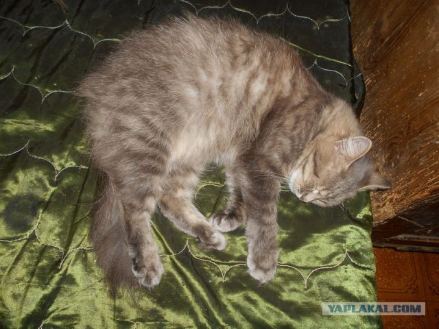 Жизнь домашнего приюта для котеек 169
