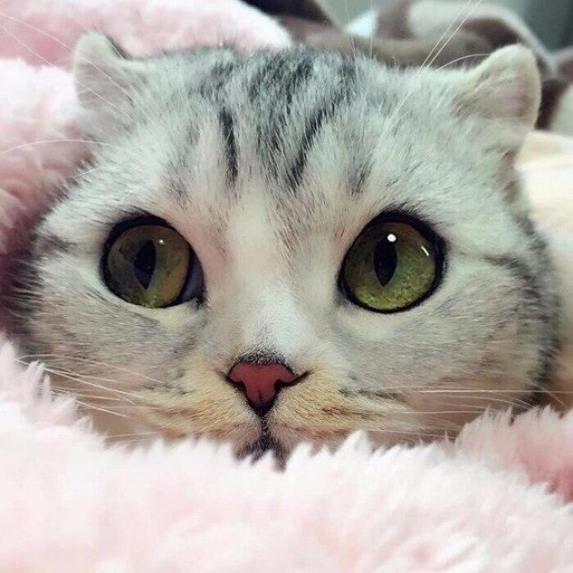 Коты и Кошки