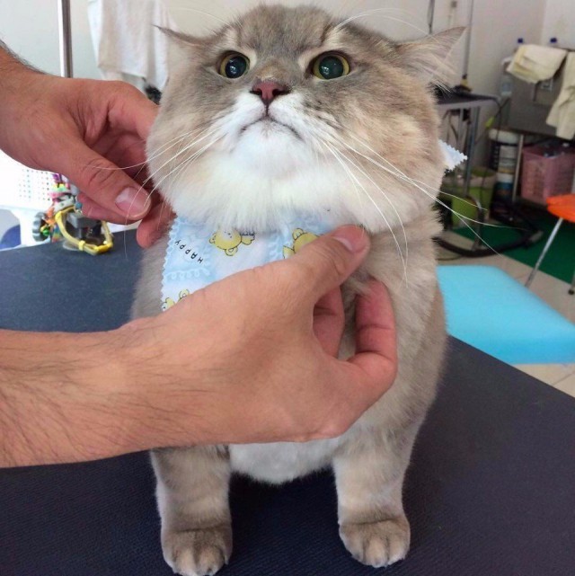 Коты и Кошки