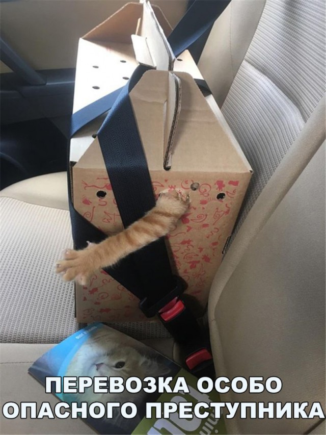 Коты и Кошки