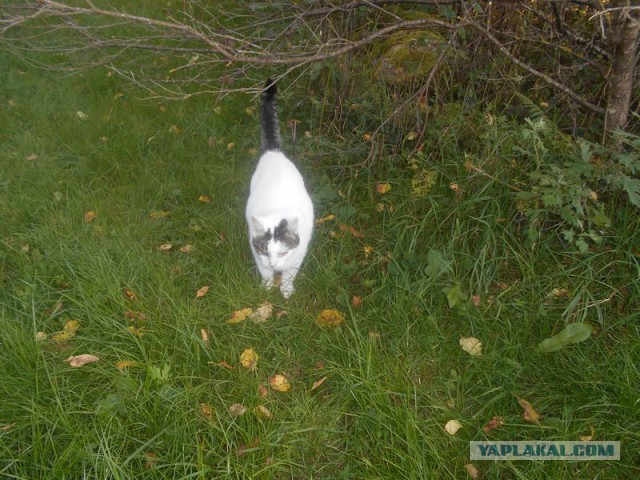 Жизнь домашнего приюта для котеек 185