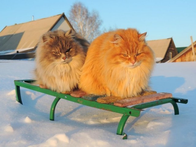 Коты и Кошки