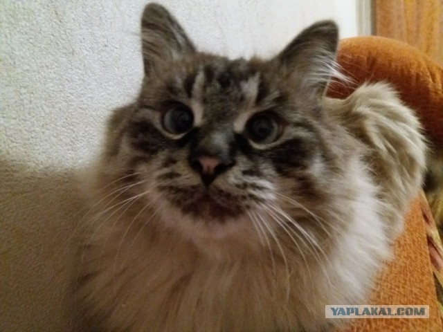 Котовторник 9.01.2018