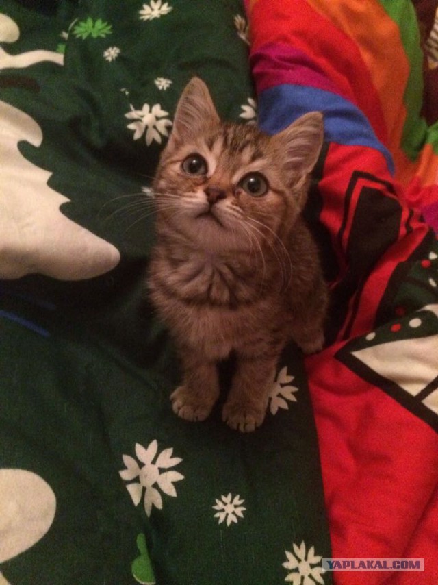 С Днем кошки!