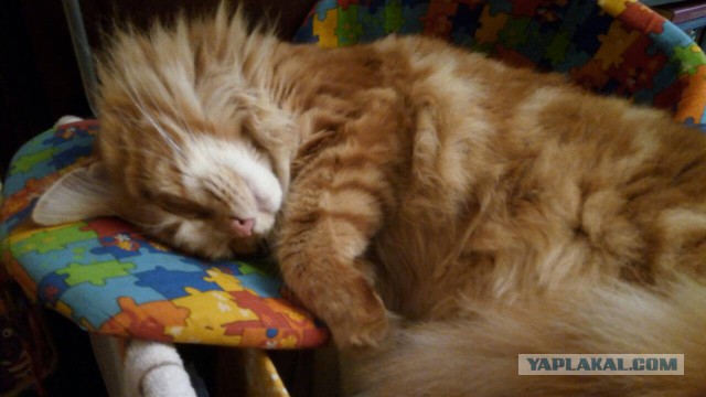 Котовторник 05.06.2018
