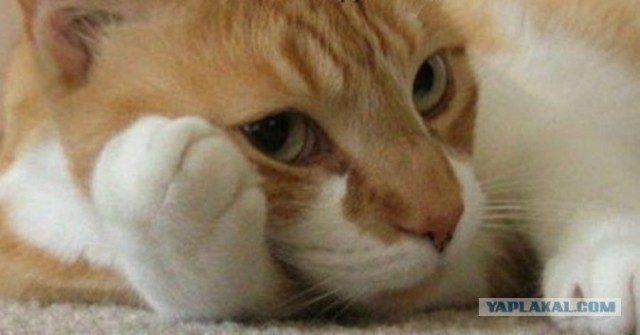 Рыжий котовторник на ЯПлакал!, Смотрим  и добавляем!