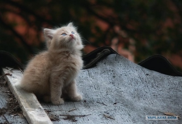Уррааа! Котовторник на ЯПлакалъ!