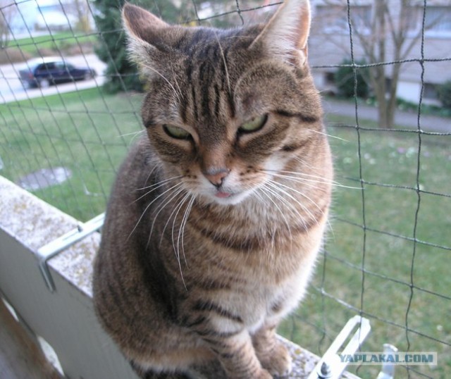 Котопятница
