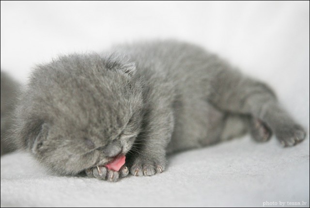 Котовторник на 6 июля