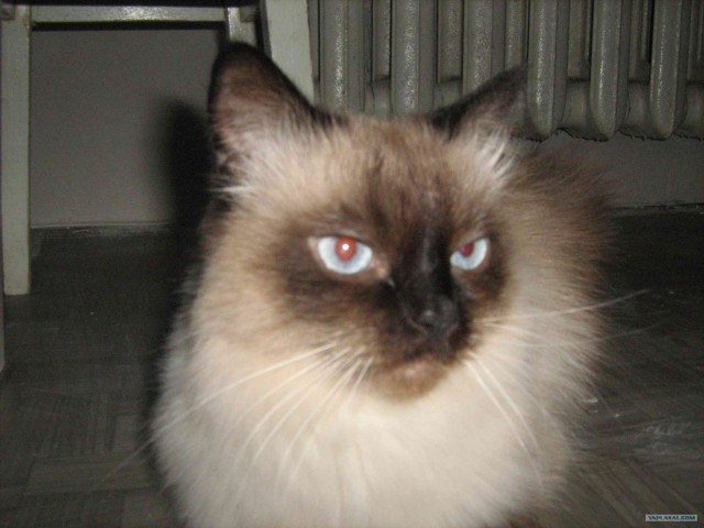 Котовторник, 19 октября