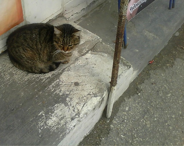 Севастополь - город котов и русской славы