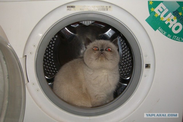 Котовторник на середину июня