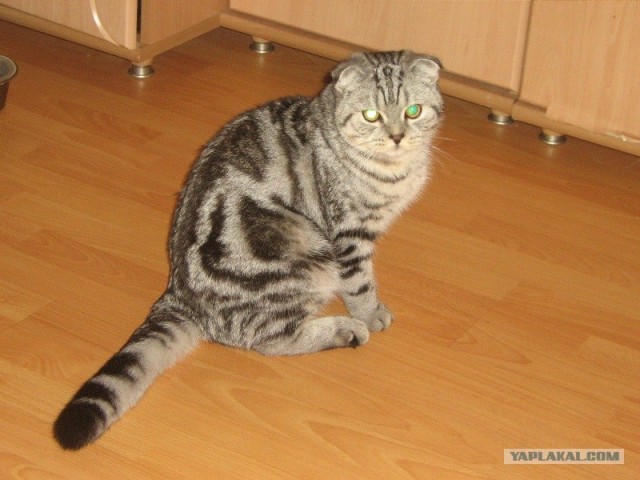 Состоятельный котовторник
