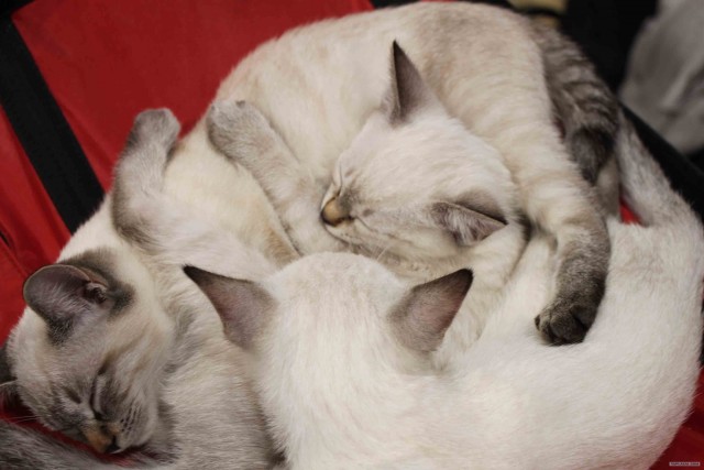 Сонный Котовторник