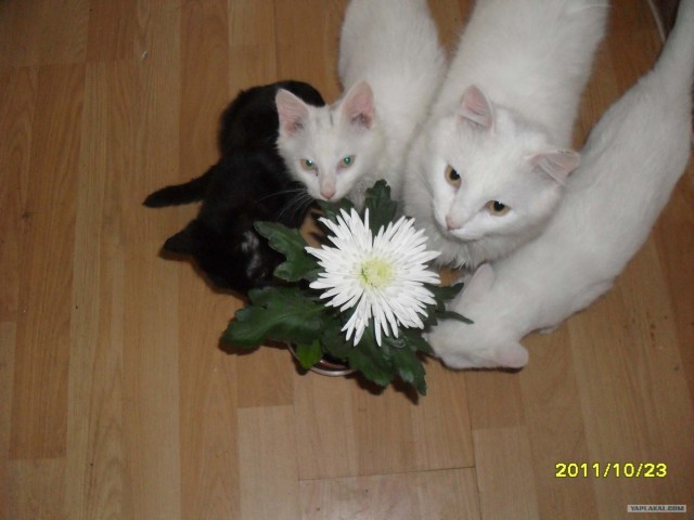 Котовторник 1.11.11