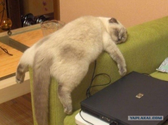 Кот всегда найдет место для сна