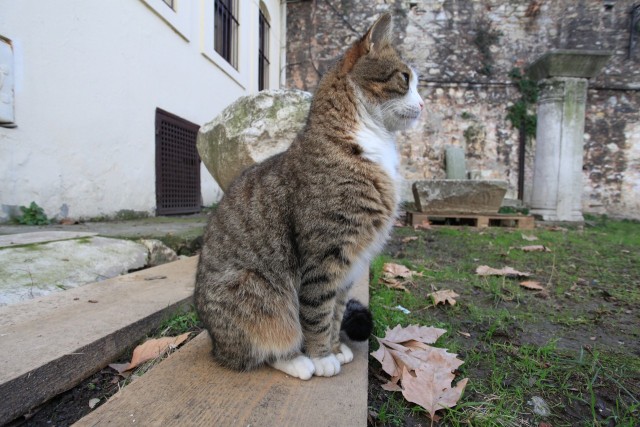 Котовторник (10.01.2012)