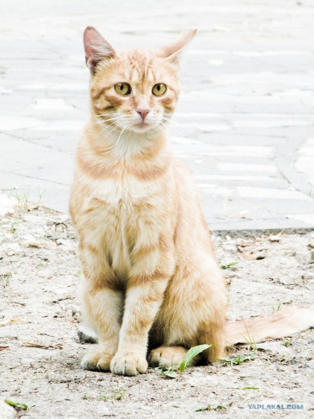 Котовторник (24. 01. 2012 )