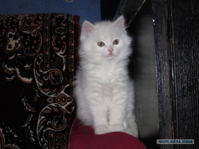 Котовторник (14.02.2012)