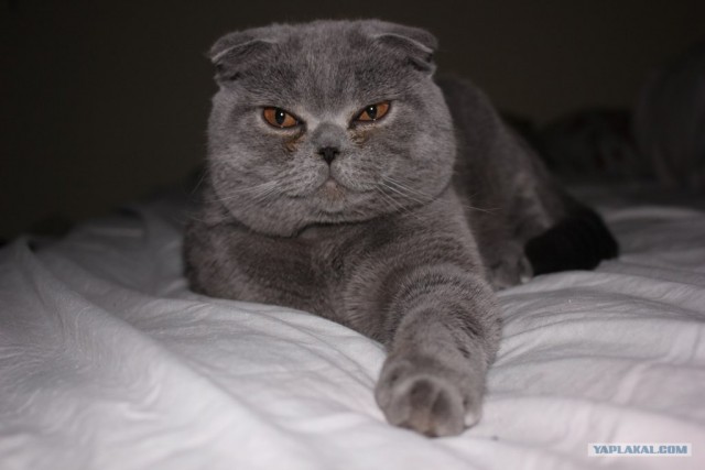 Котовторник 10.04.2012