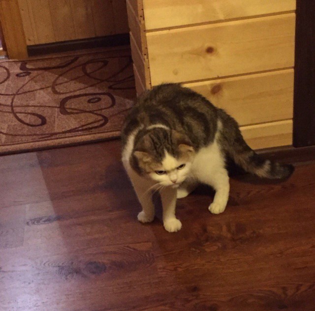 Немного милоты