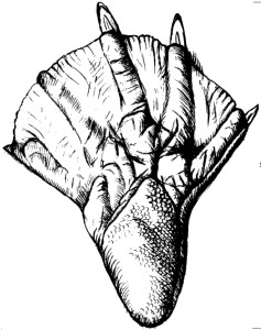 Неведомая хня