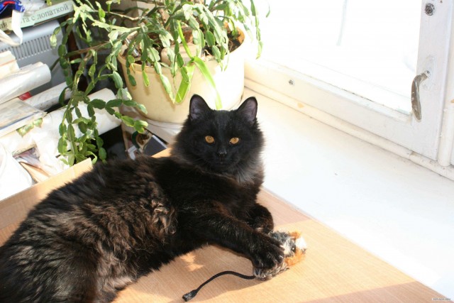 Котовторник 22.05.2012