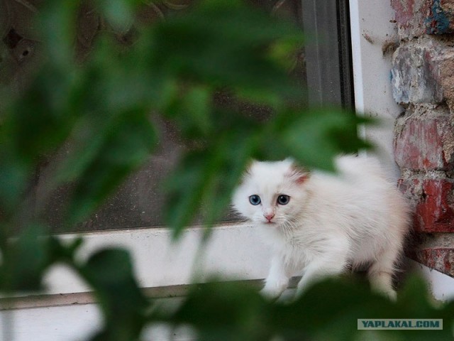 Котовторник   5.06.2012