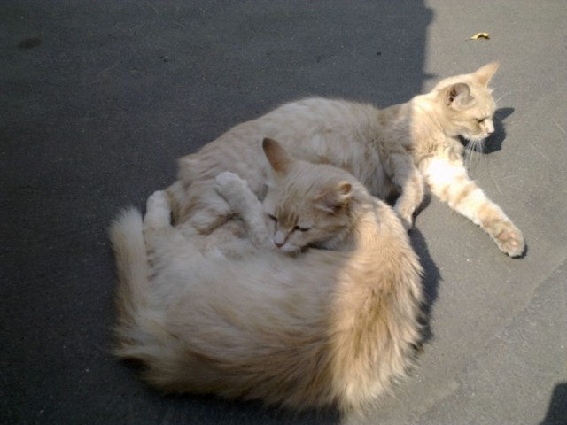 Котовторник 07.08.2012