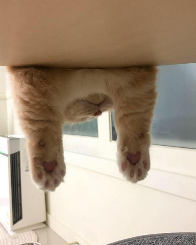 Прикольных котов пост