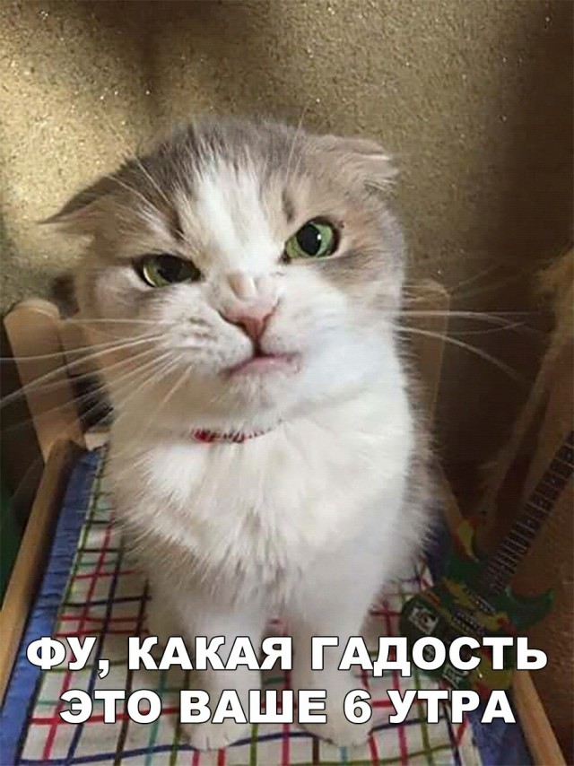 Забавные фото котеек